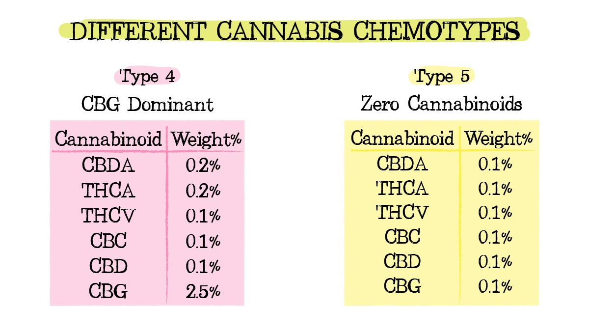 Cannabis chemtypes and chemovars: chemotypes 4 and 5 Cannabis chemtypes and chemovars: chemotypes 4 and 5