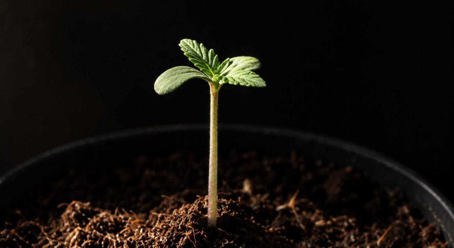 Stadio di germinazione della cannabis con i cotiledoni che emergono dal terreno. Stadio di germinazione della cannabis con i cotiledoni che emergono dal terreno.