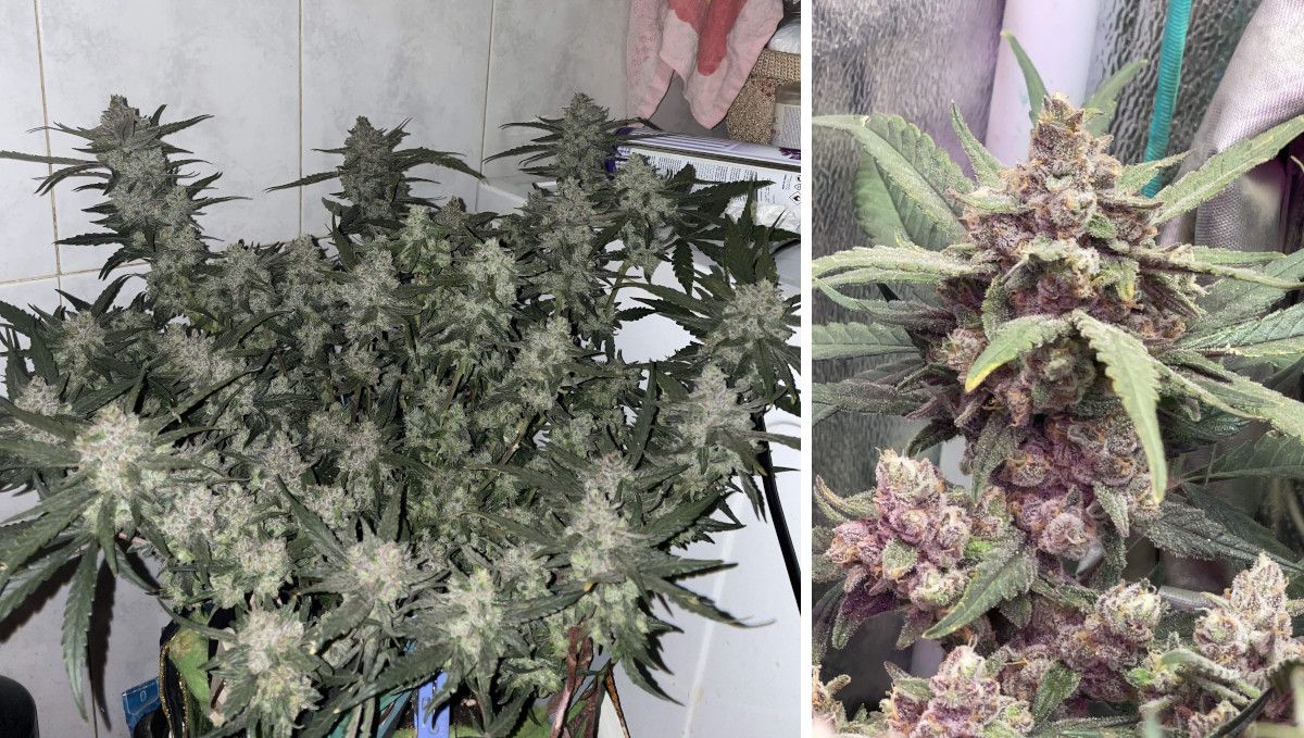 Gorilla Punch Auto cannabis strain: ripening and harvest | weeks 10 | a compact multi-branch autoflower and its bud right before harvest Gorilla Punch Auto cannabis strain: ripening and harvest | weeks 10 | a compact multi-branch autoflower and its bud right before harvest