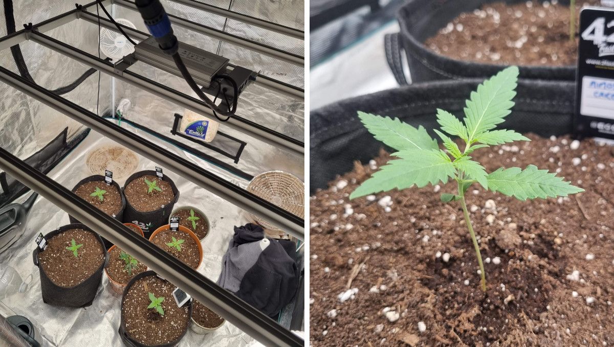 Mimosa Cake Auto cannabis strain: early veg | week 2 | several seedlings in a grow tent under a LED light