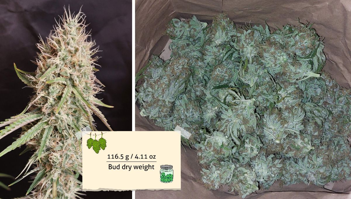 Orange Sherbet FF cannabis strain: yield | a cola at harvest and buds curing in a brown paper bag