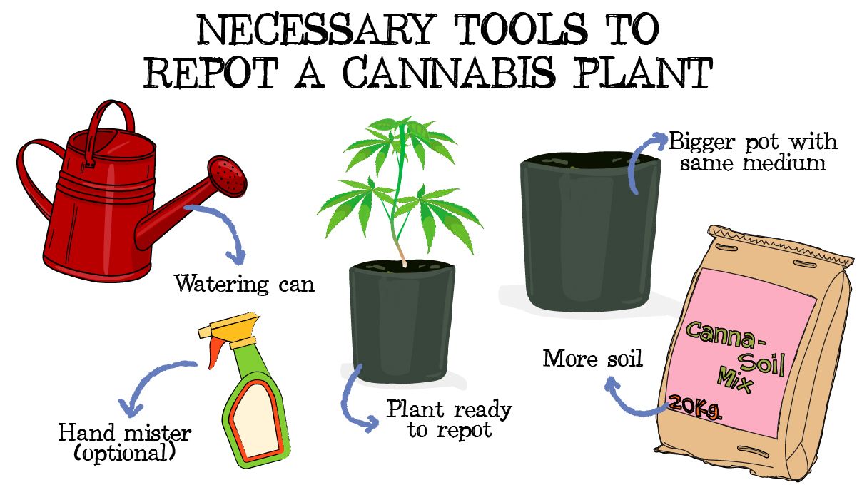 How to Successfully Repot a Cannabis Plant: A drawing showing a list of things to repot a weed plant