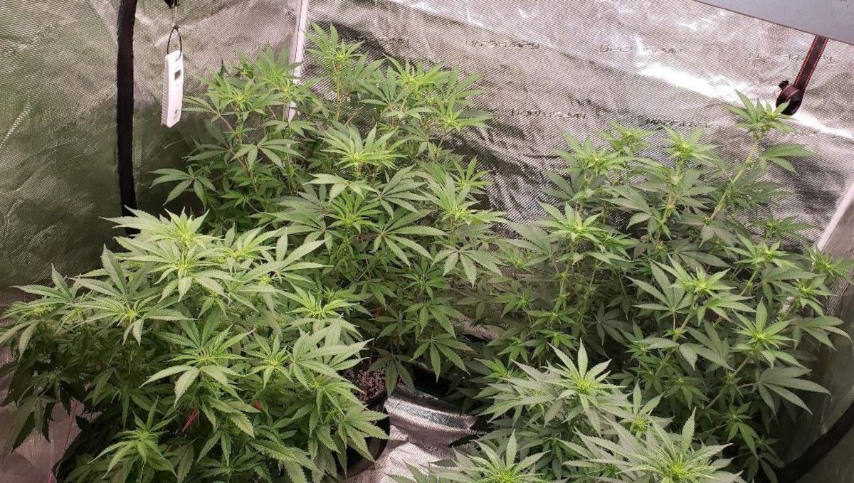 Tropicana Cookies FF cannabis strain: transition (pre-flower) | week 7 | indoor plants stretching as they start to flower Tropicana Cookies FF cannabis strain: transition (pre-flower) | week 7 | indoor plants stretching as they start to flower