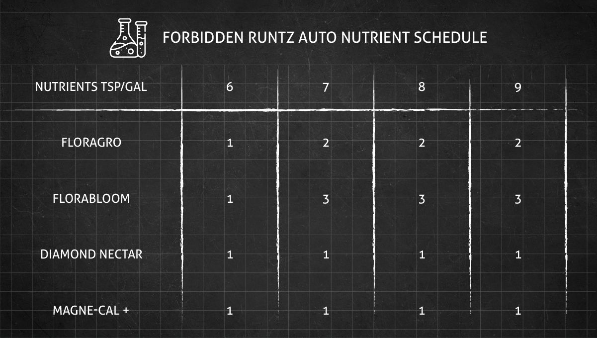 Forbidden Runtz Auto Cannabis Strain Week-by-Week Guide: A very simple GHE feeding schedule for cannabis flowering stages Forbidden Runtz Auto Cannabis Strain Week-by-Week Guide: A very simple GHE feeding schedule for cannabis flowering stages