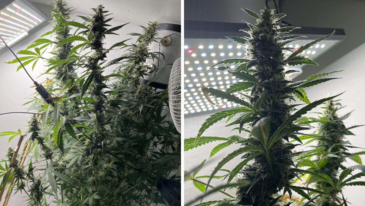 Six Shooter Auto cannabis strain: ripening and harvest | weeks 10+ | a tall indoor plant with long colas Six Shooter Auto cannabis strain: ripening and harvest | weeks 10+ | a tall indoor plant with long colas