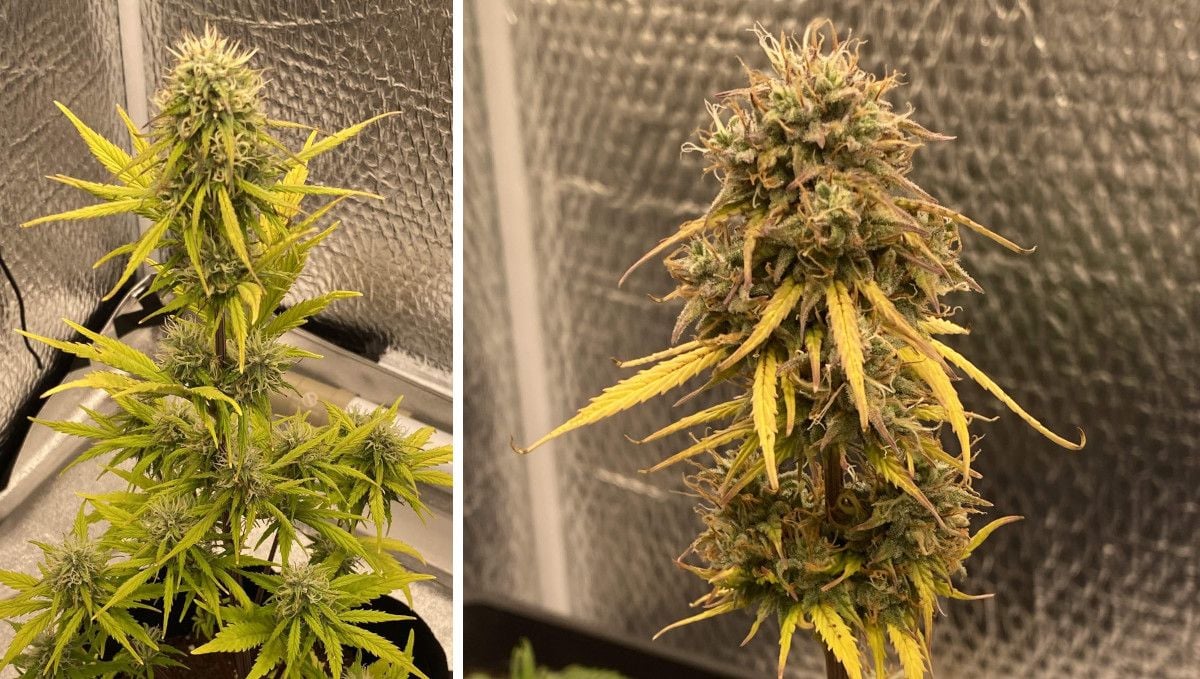 Critical Kush Auto cannabis strain: mid flower (bulk phase) | weeks 8-9 | a small marijuana plant with fading leaves and maturing buds and a closeup of the central cola with most but not all pistils turned brown