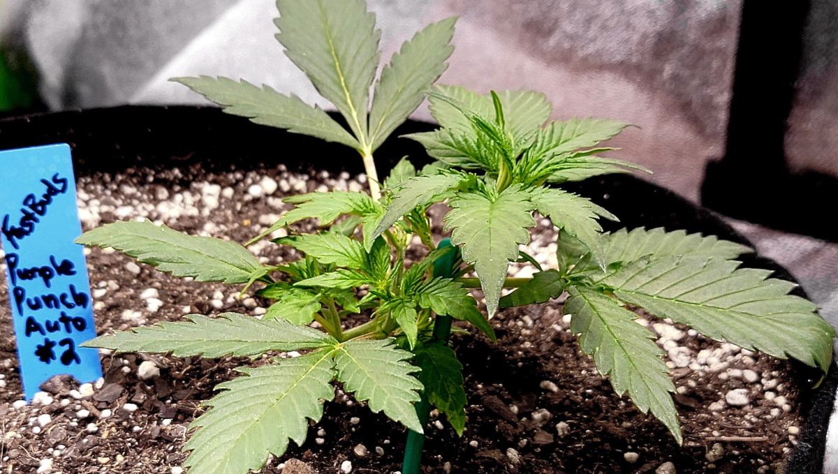 Purple Punch Auto Cannabis Strain Week-by-Week Guide: A young marijuana plant tied down with a brace