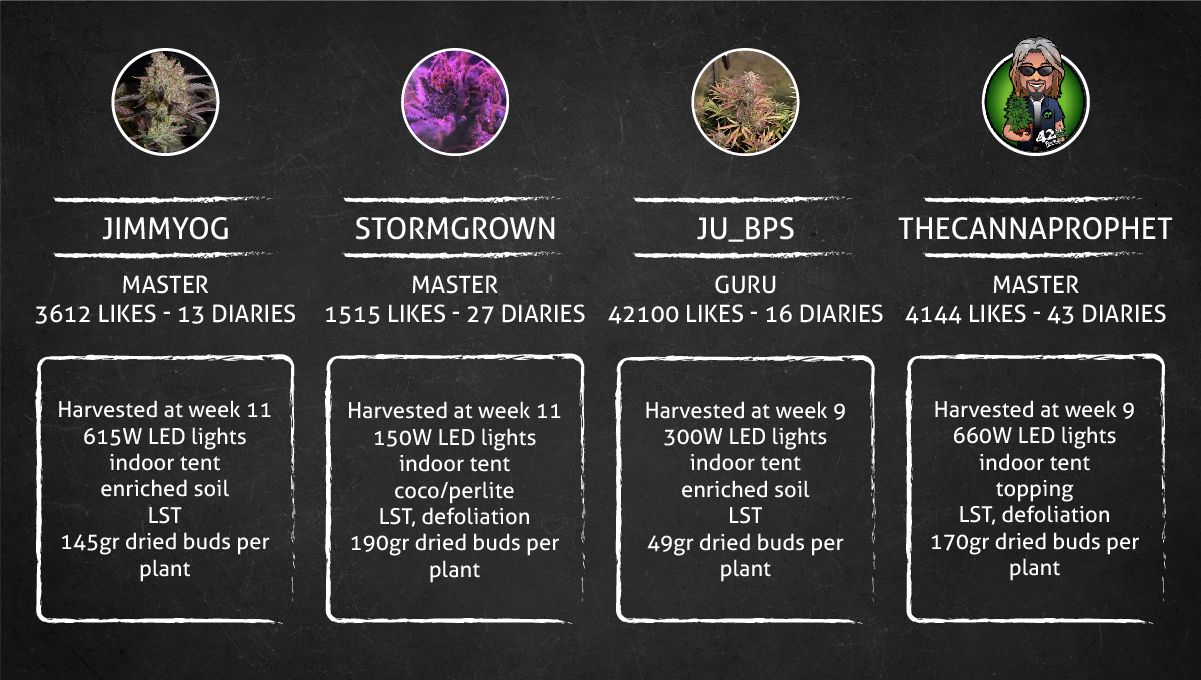 Banana Purple Punch Auto Cannabissorte: Ergebnis