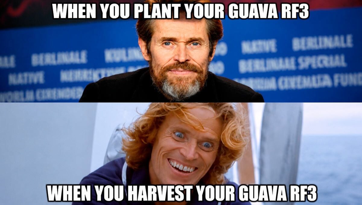 209.jpg Guava Auto RF3
