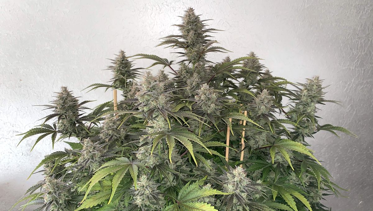 Top 5 best indoor autoflower strains: mimosa cake auto Top 5 best indoor autoflower strains: mimosa cake auto