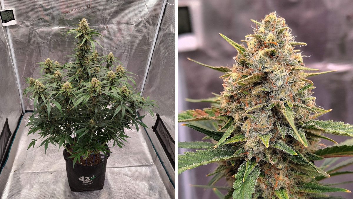 Gorilla Z Auto cannabis strain: mid flower (bulk phase) | weeks 8-9 | a maturing autoflower in a grow tent and its resinous main cola Gorilla Z Auto cannabis strain: mid flower (bulk phase) | weeks 8-9 | a maturing autoflower in a grow tent and its resinous main cola