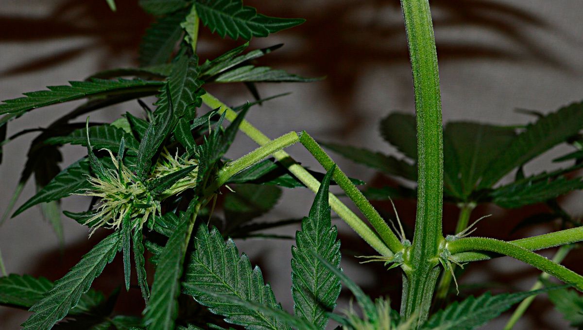 Wie man die Ausdehnung von Cannabispflanzen kontrolliert: die Hitze kontrollieren