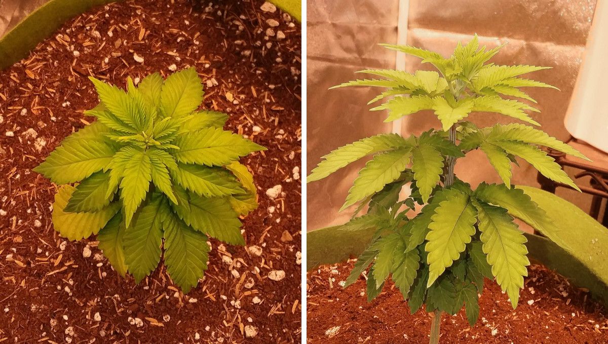 Pineapple Chunk Cannabis Strain Week-by-Week Guide: A side view and a top view of a 3-4-week-old marijuana seedling that looks overwatered and has yellowish leaves Pineapple Chunk Cannabis Strain Week-by-Week Guide: A side view and a top view of a 3-4-week-old marijuana seedling that looks overwatered and has yellowish leaves