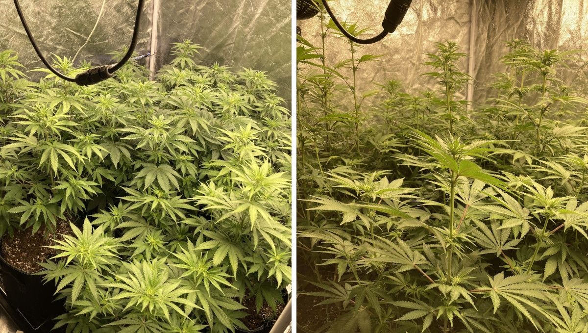 Liberty Haze Cannabis Strain Week-by-Week Guide: A top view and side view of weed plants in a grow tent with thin stretchy branches and first signs of flowers forming on the tops and at the nodes Liberty Haze Cannabis Strain Week-by-Week Guide: A top view and side view of weed plants in a grow tent with thin stretchy branches and first signs of flowers forming on the tops and at the nodes