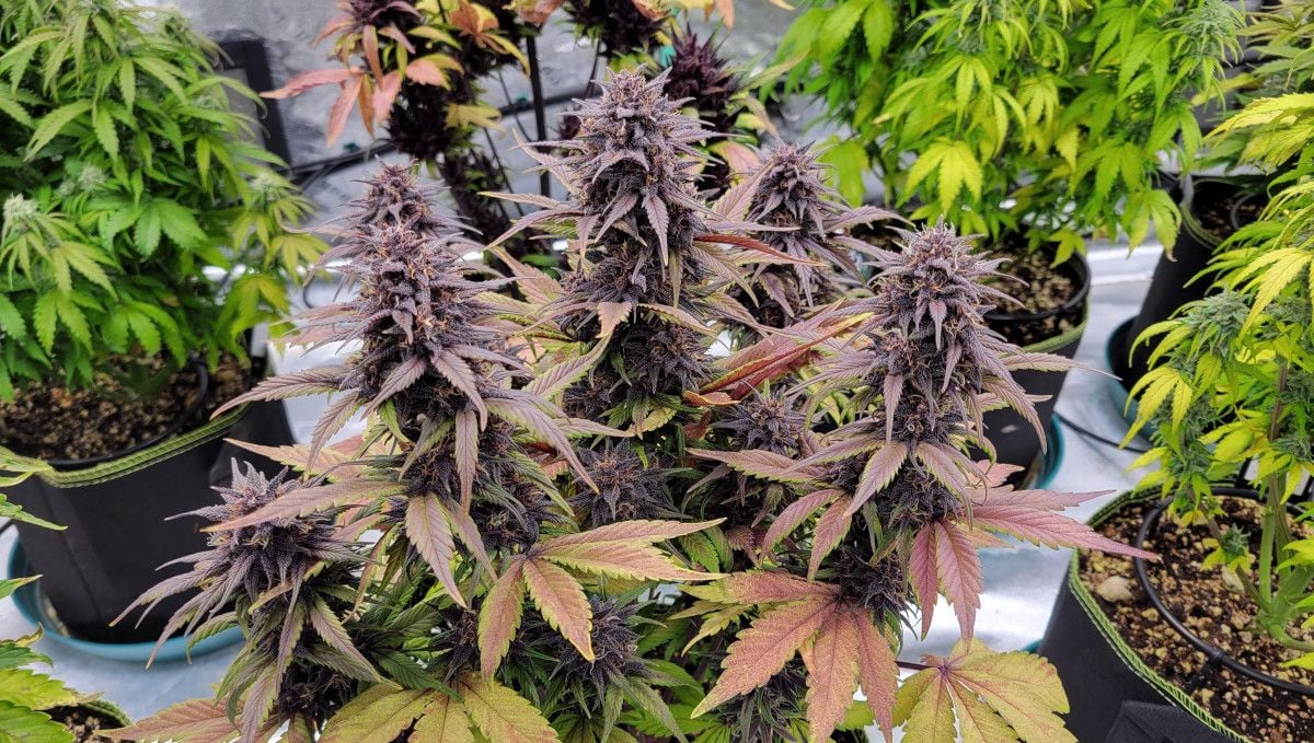 Blackberry Auto cannabis strain: mid flower (bulk phase) | weeks 8-9 | a deep-purple autoflower standing among other, greener plants in an indoor tent