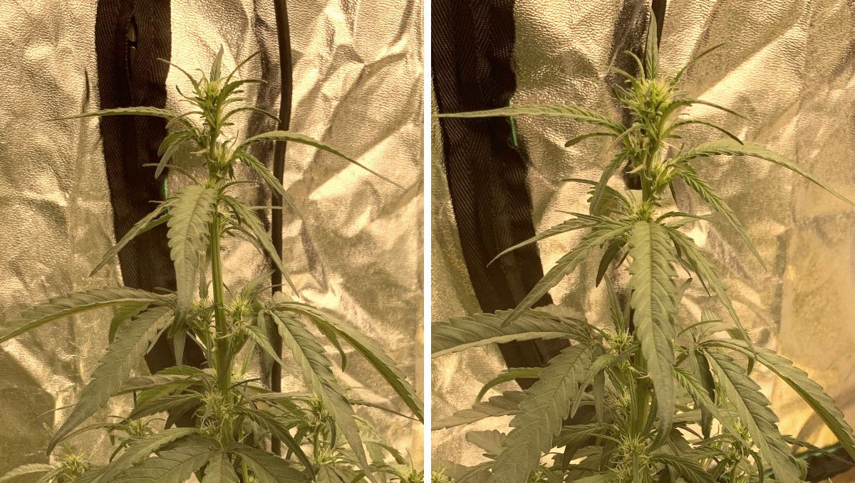 Six Shooter Auto cannabis strain: transition (pre-flower) | week 5 | the first buds are forming Six Shooter Auto cannabis strain: transition (pre-flower) | week 5 | the first buds are forming