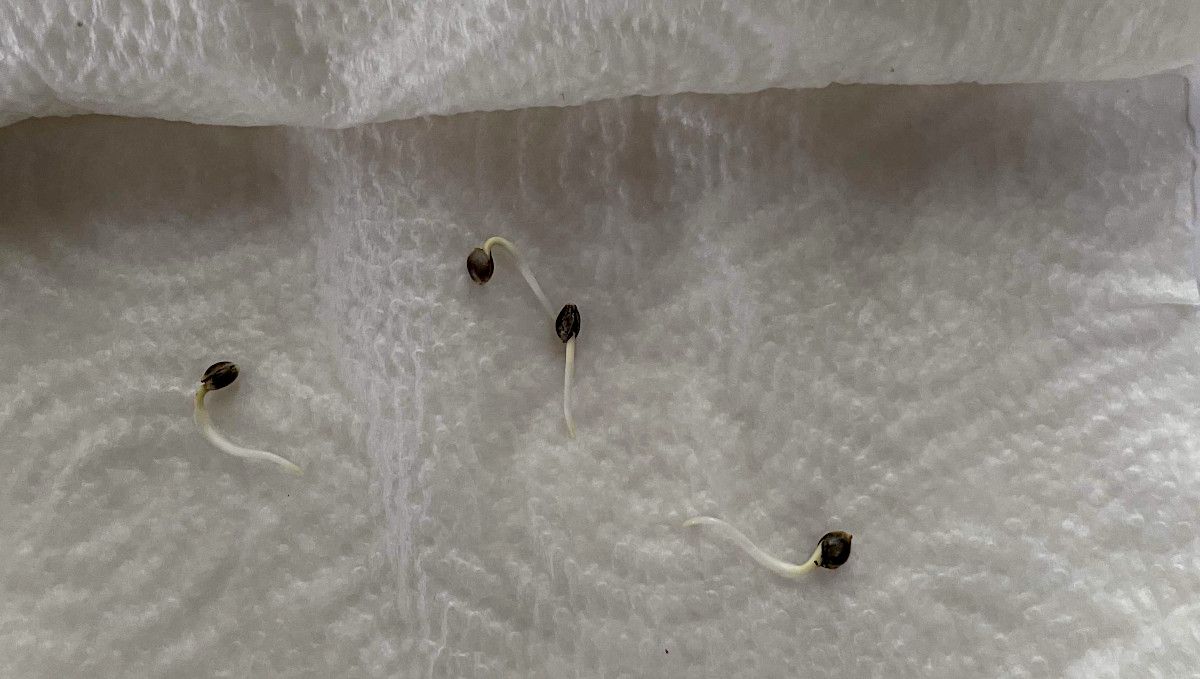 Banana Purple Punch Auto Cannabissorte: Keimung und Keimlingsphase | Woche 1 | Samen mit langen Keimwurzeln auf einem feuchten Papiertuch