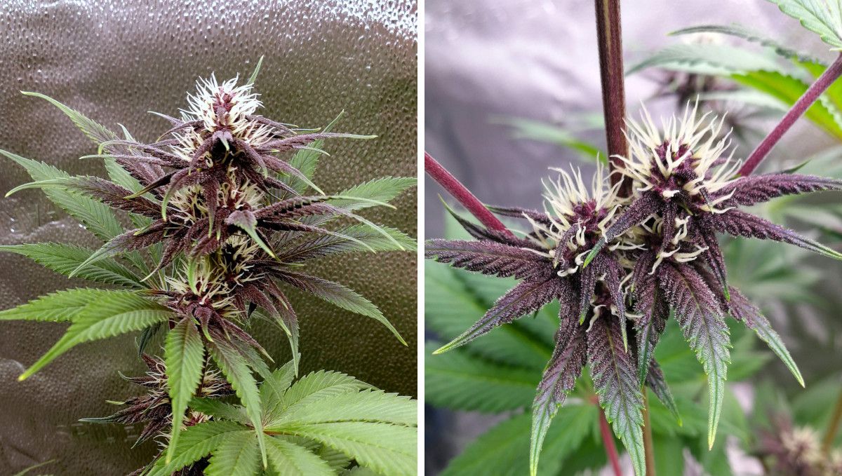 Purple Lemonade FF cannabis strain: early flower | weeks 8-9 | early flowers with a purple hue Purple Lemonade FF cannabis strain: early flower | weeks 8-9 | early flowers with a purple hue