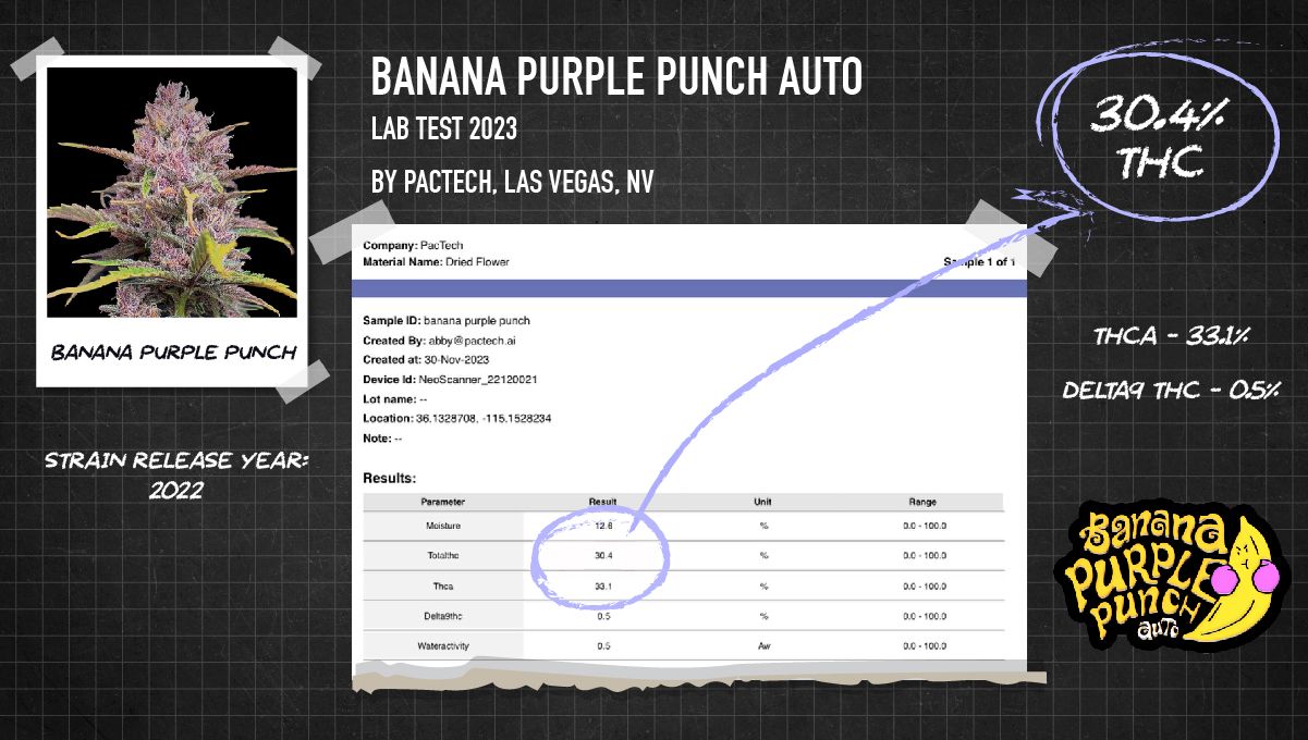 Banana Purple Punch Auto Sets a New THC Record at the MJ BizCon 2023! Banana Purple Punch Auto Sets a New THC Record at the MJ BizCon 2023!