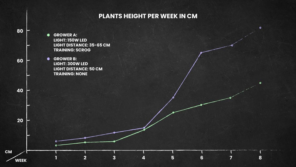 Critical Kush Auto cannabis strain: height chart for the whole life cycle