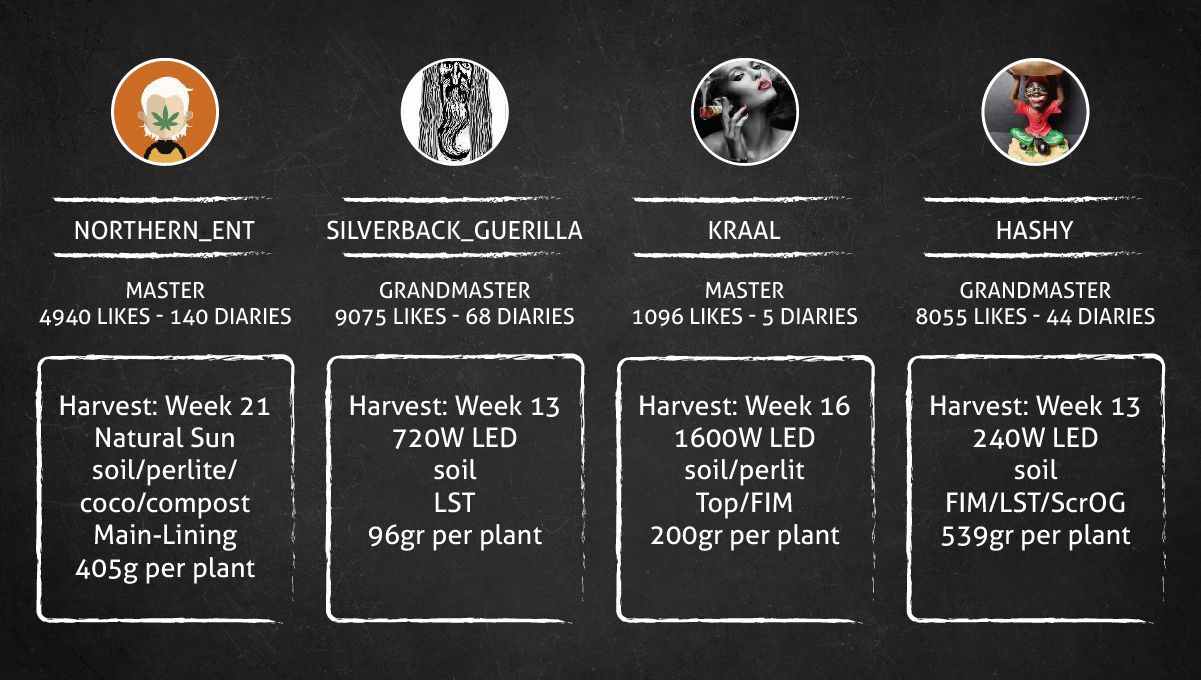 Gorilla Cookies FF cannabis strain: outcome