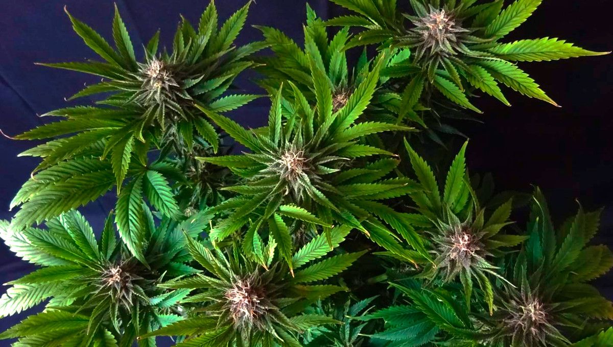 15 Best Strains for Male Arousal in 2022: Jillybean 15 Best Strains for Male Arousal in 2022: Jillybean