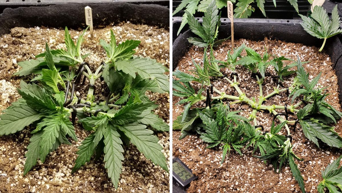 Forbidden Runtz Auto Cannabis Strain Week-by-Week Guide: A mainlined autoflower spread flat on the surface of the medium and defoliated heavily Forbidden Runtz Auto Cannabis Strain Week-by-Week Guide: A mainlined autoflower spread flat on the surface of the medium and defoliated heavily