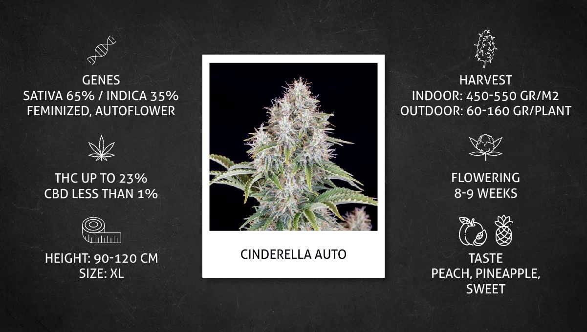 Cinderella Auto Cannabis Strain specs sheet