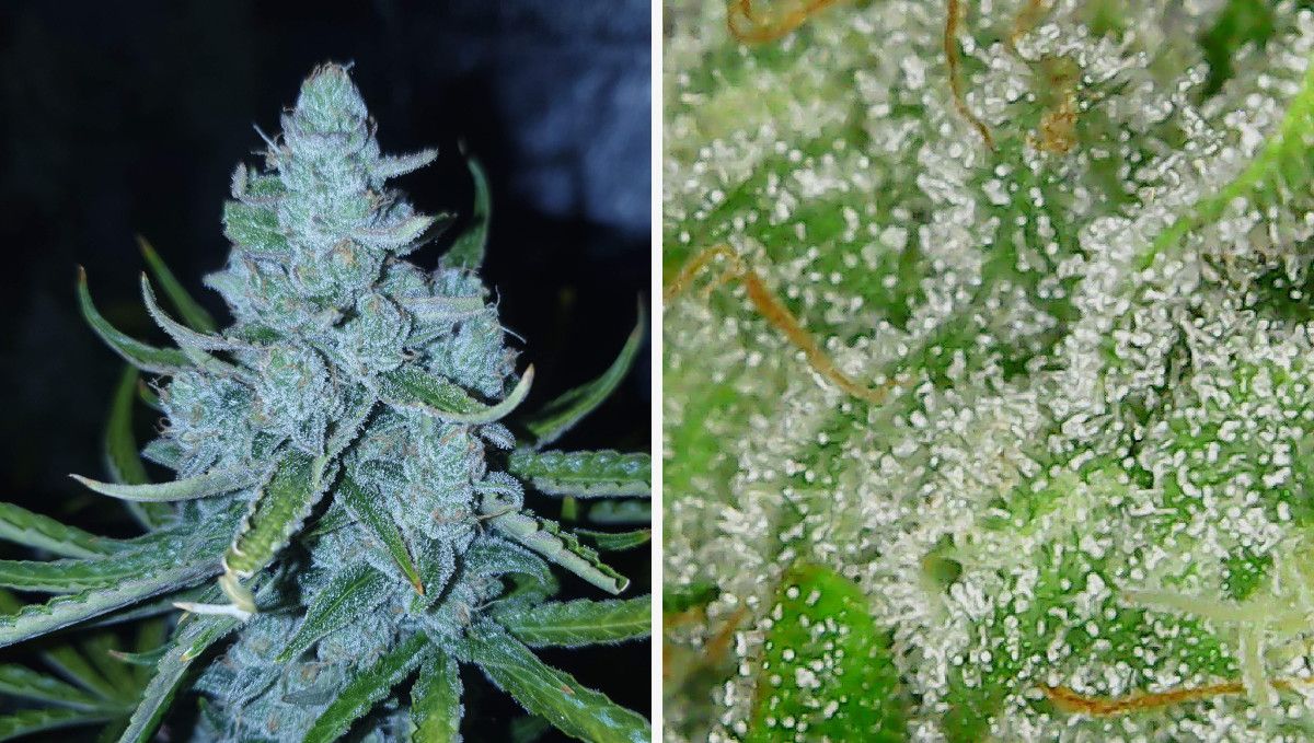 Blueberry Cheese Auto cannabis strain: ripening and harvest | weeks 10 | a very frosty mature bud and a macro shot of its trichomes Blueberry Cheese Auto cannabis strain: ripening and harvest | weeks 10 | a very frosty mature bud and a macro shot of its trichomes