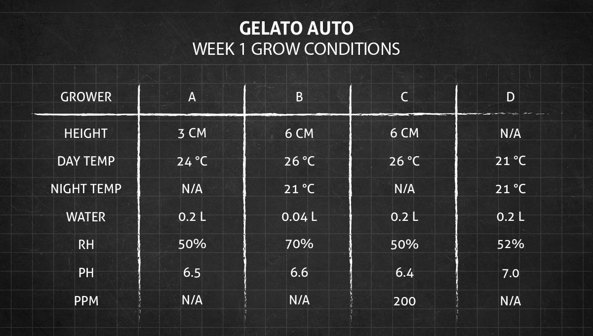Gelato Auto Cannabis Strain Week-by-Week Guide: Grow conditions in week 1 Gelato Auto Cannabis Strain Week-by-Week Guide: Grow conditions in week 1