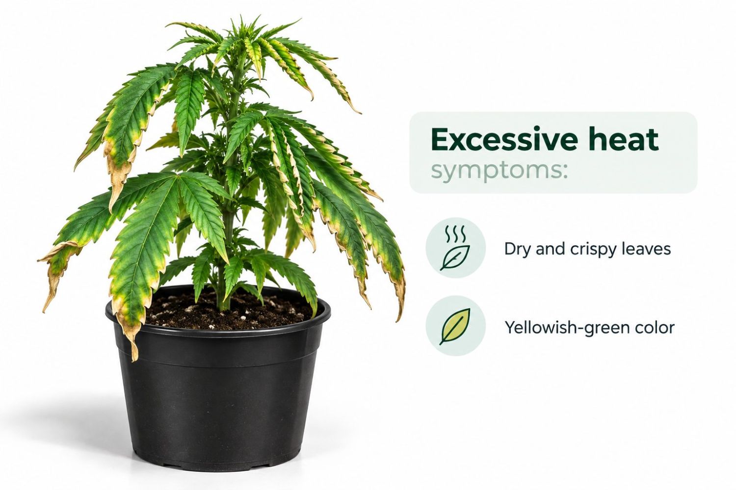 Common cannabis seedling problems: excessive heat