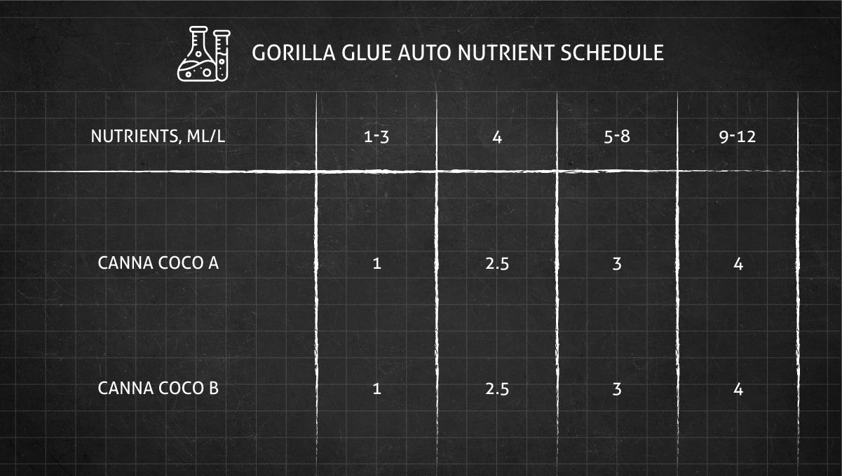 Gorilla Auto cannabis strain: feeding schedule from seed to harvest Gorilla Auto cannabis strain: feeding schedule from seed to harvest
