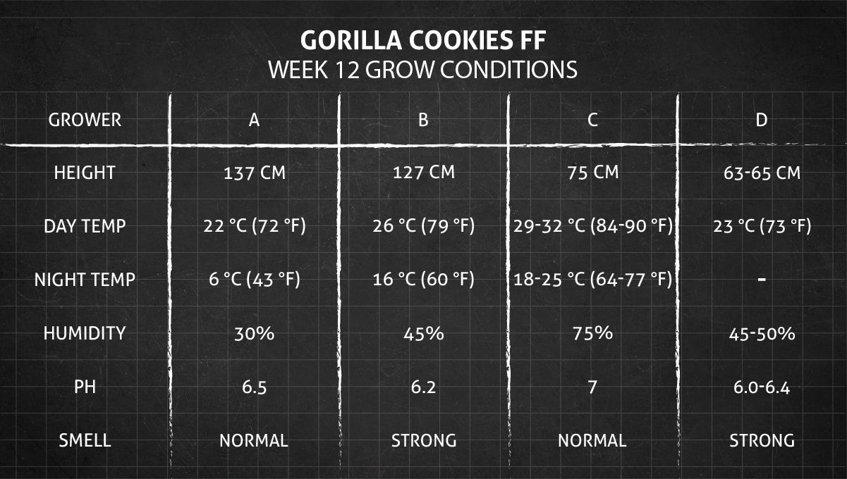 Gorilla Cookies FF cannabis strain: week 12 grow conditions