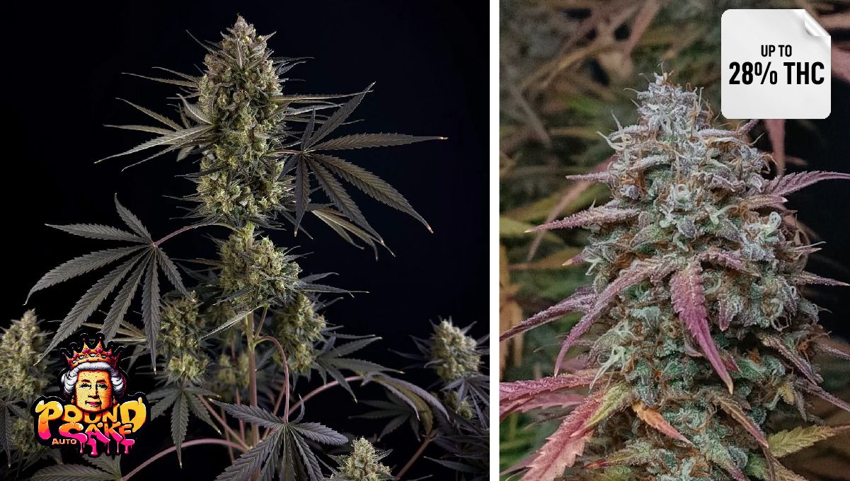 Pound Cake Auto™ Pound Cake Auto™