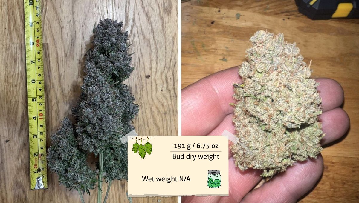 Stardawg Auto cannabis strain: yield and smoke report