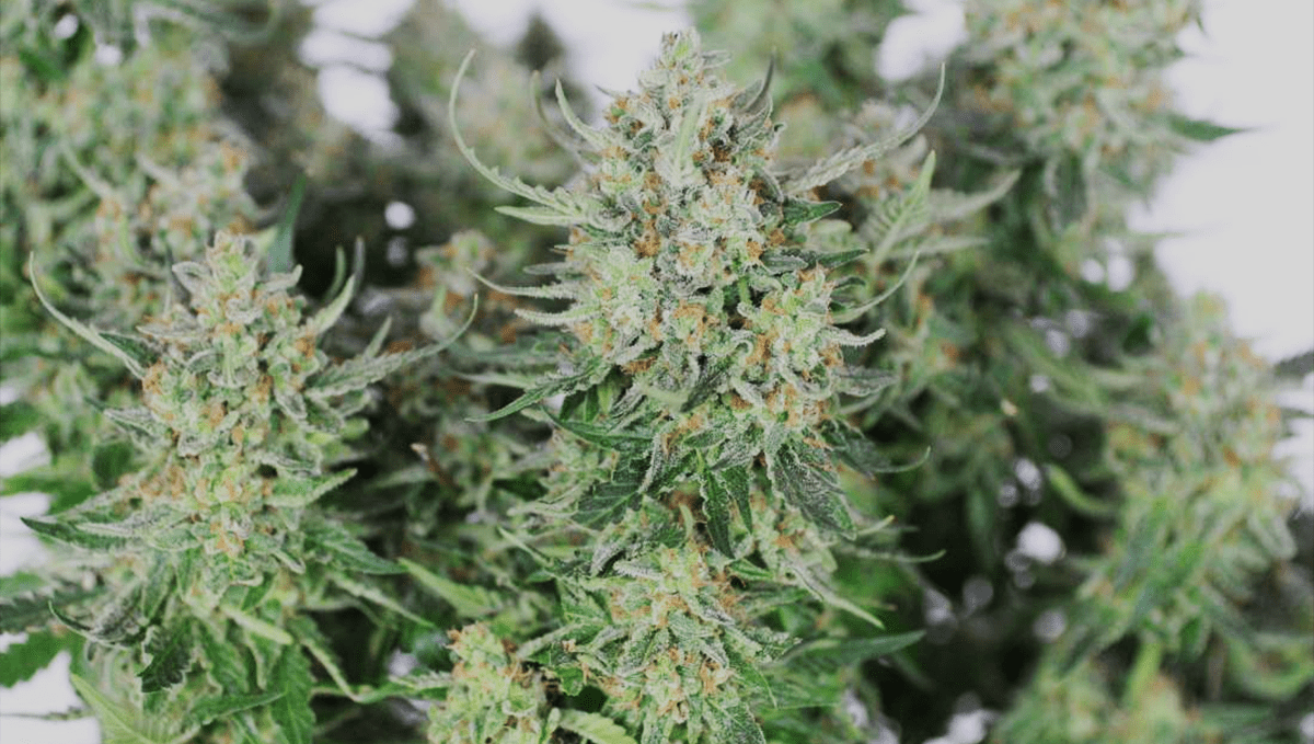 Top 5 highest THC autoflowering strains: girl scout cookies auto Top 5 highest THC autoflowering strains: girl scout cookies autoTop 5 highest THC autoflowering strains: girl scout cookies auto