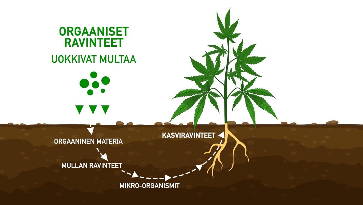 Miten lihottaa budeja: orgaaniset ravinteet