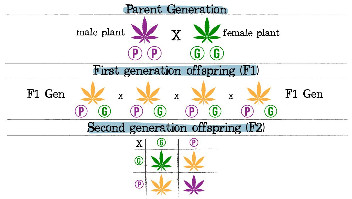Cannabis breeding: incomplete dominance Cannabis breeding: incomplete dominance
