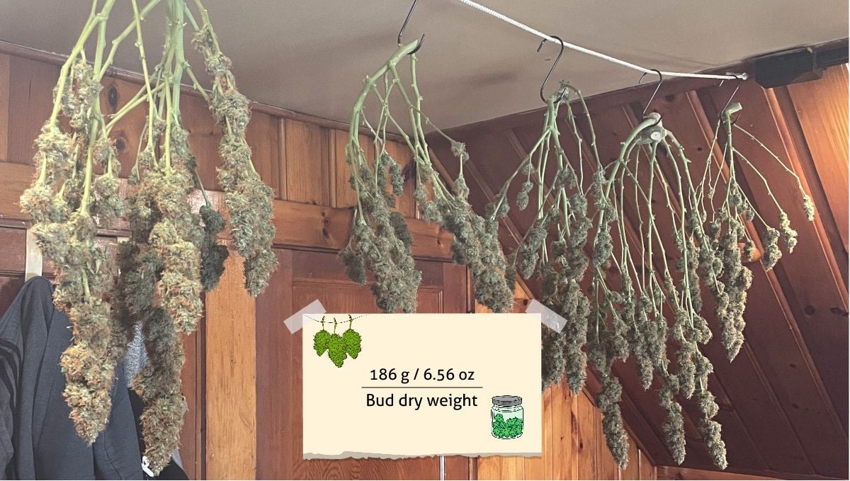 Californian Snow Auto cannabis strain: yield | many marijuana branches hung upside down to dry
