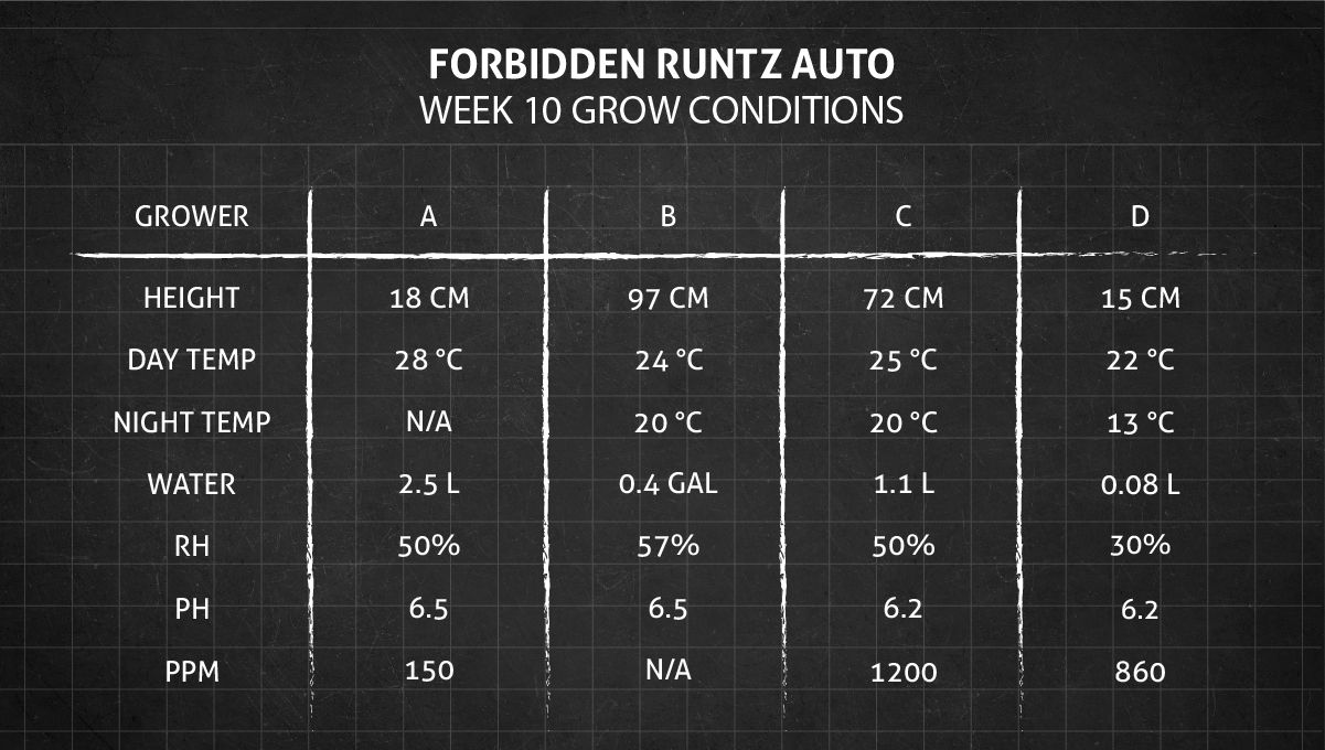 Forbidden Runtz Auto Cannabis Strain Week-by-Week Guide: Week 10 grow conditions Forbidden Runtz Auto Cannabis Strain Week-by-Week Guide: Week 10 grow conditions