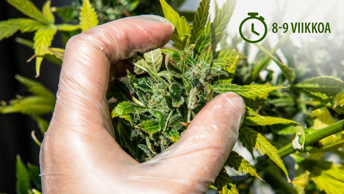 Itsekukkivan kannabiksesi sadonkorjuu: jalostajan aikataulu