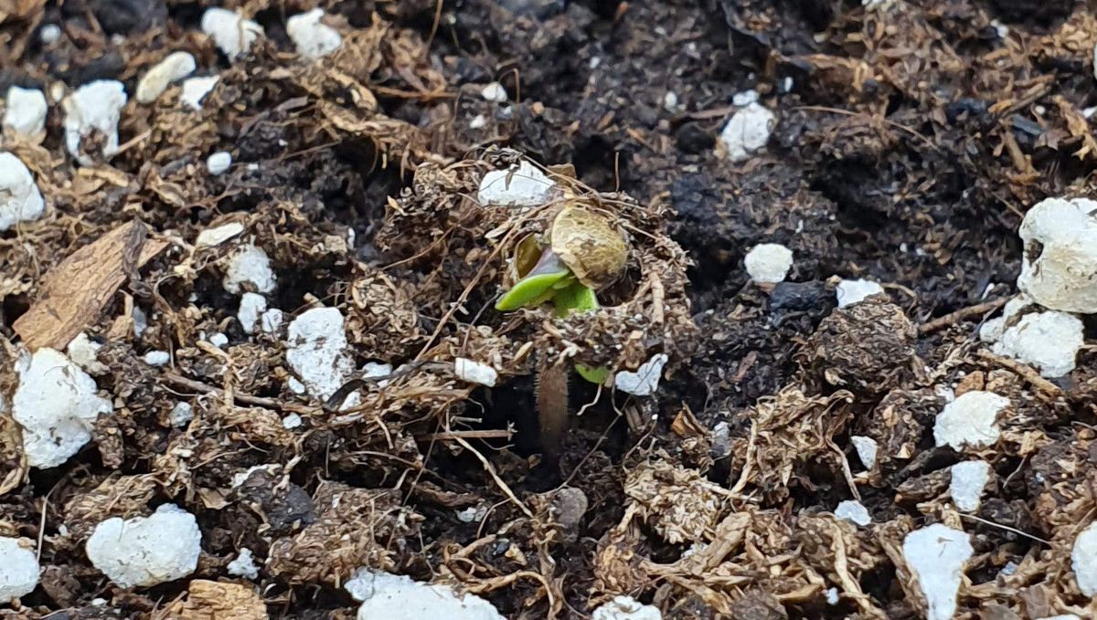 Tropicana Cookies FF cannabis strain: germination and seedling stage | week 1 | a sprout emerging from the soil Tropicana Cookies FF cannabis strain: germination and seedling stage | week 1 | a sprout emerging from the soil