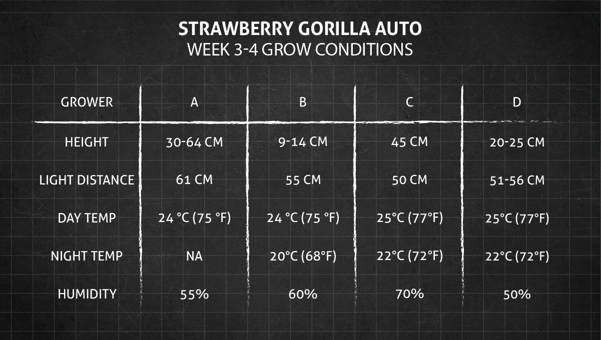 Strawberry Gorilla Auto Cannabissorte: Wachstumsbedingungen Wochen 3-4 Strawberry Gorilla Auto Cannabissorte: Wachstumsbedingungen Wochen 3-4