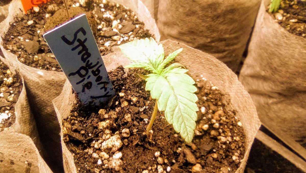 Strawberry Pie Auto Cannabis Strain Week-by-Week Guide: 1-week old seedling in starter growbag