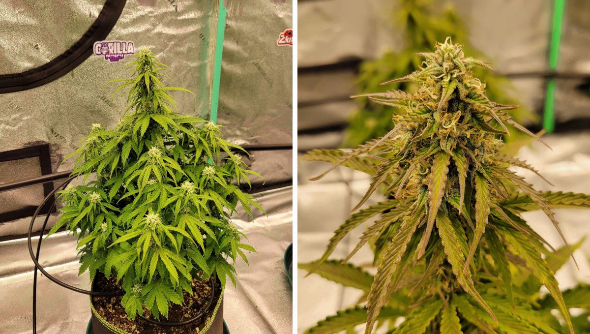 Gorilla Punch Auto cannabis strain: mid flower (bulk phase) | weeks 8-9 | a maturing marijuana plant and a closeup of its main cola Gorilla Punch Auto cannabis strain: mid flower (bulk phase) | weeks 8-9 | a maturing marijuana plant and a closeup of its main cola