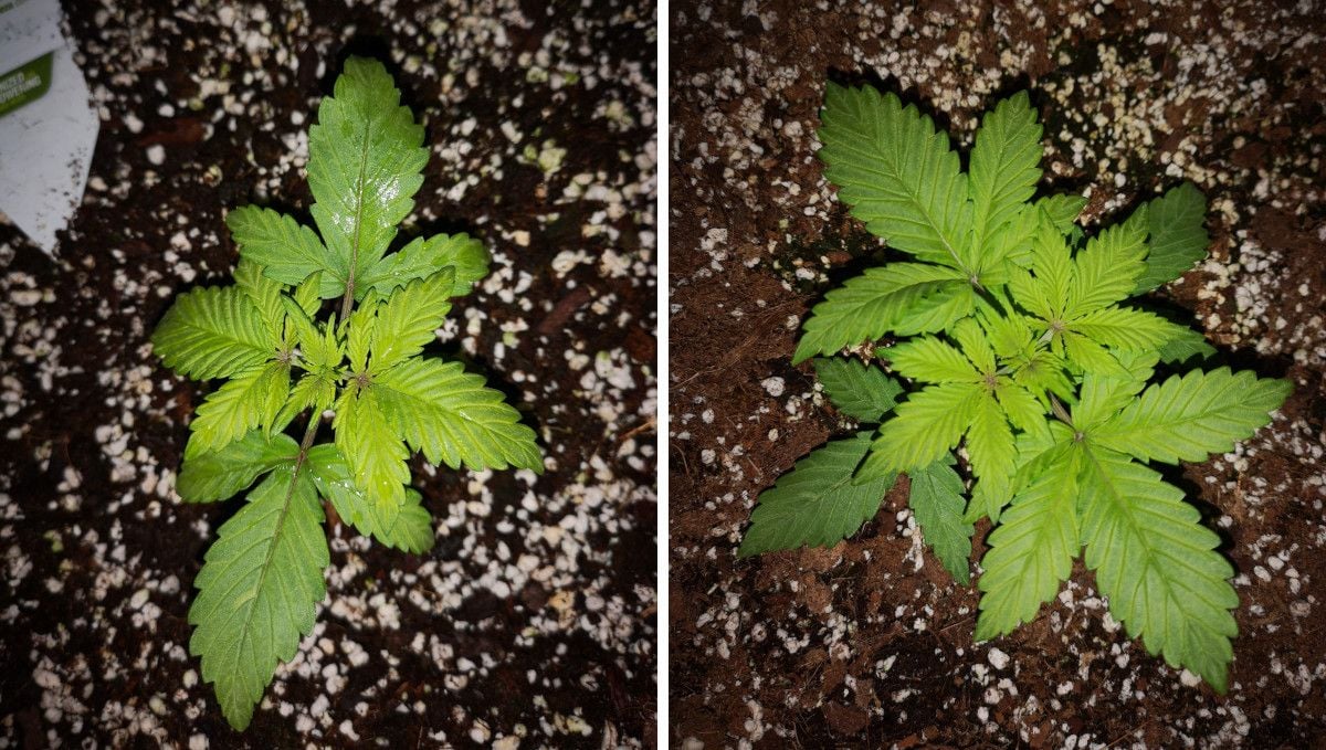 Blackberry Auto cannabis strain: early veg | week 2 | the plant's progress through the second week