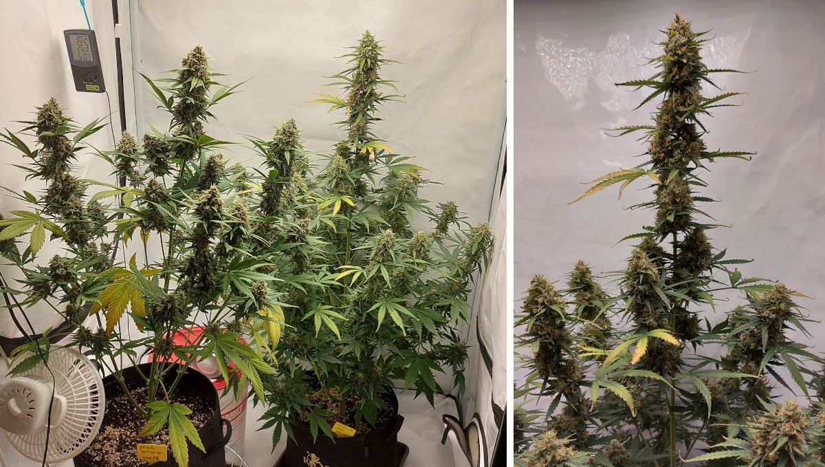 Mimosa Cake Auto cannabis strain: ripening and harvest | weeks 10-11 | two mature autoflowers in an indoor grow tent