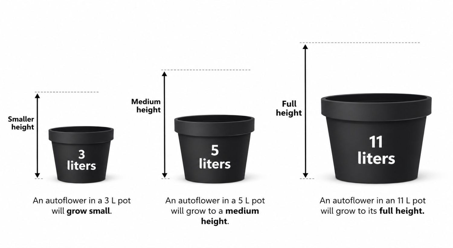 Hversu margar sjálfblómstrandi í fermetra: Stærð plantna eftir pottastærð Hversu margar sjálfblómstrandi í fermetra: Stærð plantna eftir pottastærð