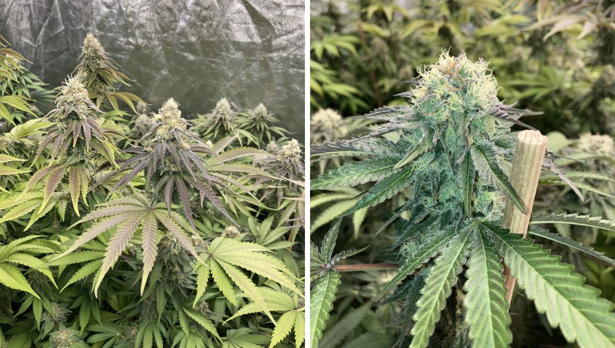 Liberty Haze Cannabis Strain Week-by-Week Guide: A middle- and close view of weed flowers that are bulky enough to need support Liberty Haze Cannabis Strain Week-by-Week Guide: A middle- and close view of weed flowers that are bulky enough to need support