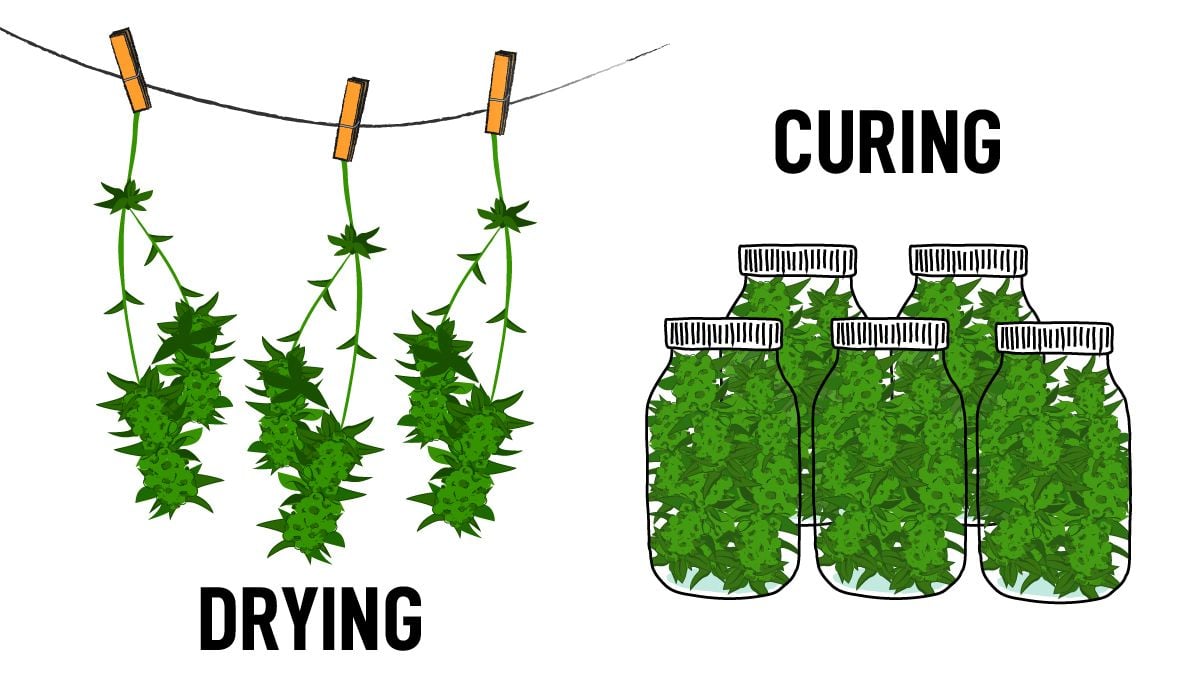 How to grow weed at home: curing and drying How to grow weed at home: curing and drying